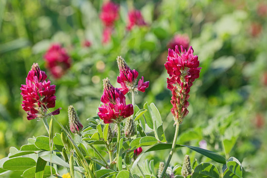 Closeup of Sulla coronaria flower. Agricultural plant grown for animal feed and to collect honey, mainly growing in Malta, Spain and southern Italy