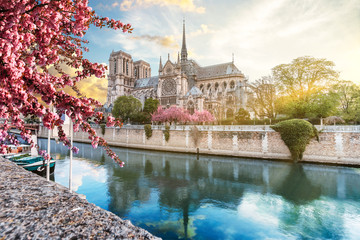Notre Dame de Paris in spring with japanese cherry blossom trees and blue sky at sunrise. One week...