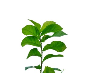 Young tropical plant leaves with twigs on white isolated background for green foliage backdrop 
