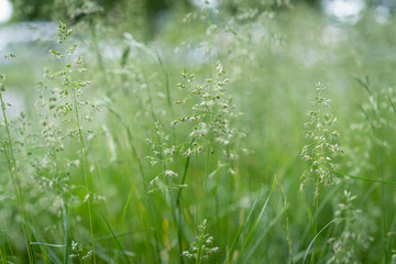 Gras Wiese