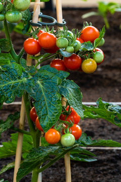 Tomaten am Strauch