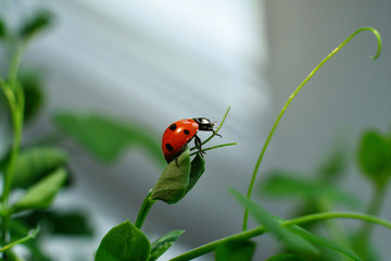 Ladybird in drops of dew. Selective focus