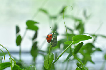 Ladybird in drops of dew