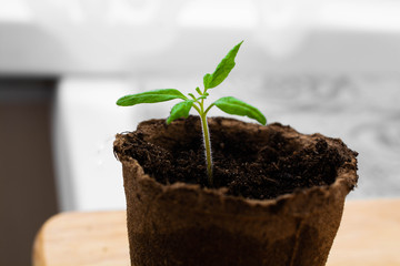 Green sprout in the small container. Peat cup for seedlings.
