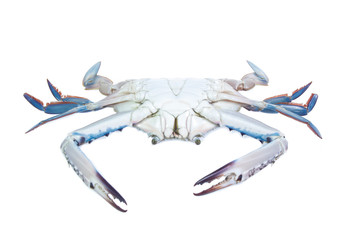 Fresh crab isolation on white
