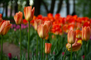 red tulips in the garden