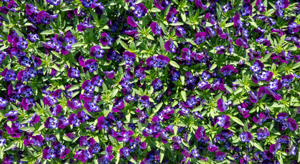 Obraz premium Overview of a bed with violet pansies in full bloom, pattern, scientific name Viola cornuta