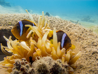 Two Red Sea anemonefish and an  anemone in a tire - Underwater at dive site Bannerfish Bay in Dahab, Egypt