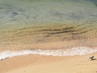 オホーツク海をバックに飛翔するオジロワシ