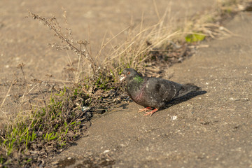 Pigeon standing peacefully on concrete mixed with gravel tiles overlooking surrounding and enjoying warm sun on warm sunny day