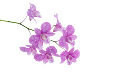 Obraz na płótnie Canvas pink orchid flowers isolated on white background