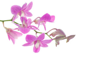 Fototapeta na wymiar pink orchid flowers isolated on white background