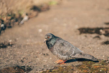 Pigeon standing peacefully on concrete mixed with gravel tiles overlooking surrounding and enjoying...