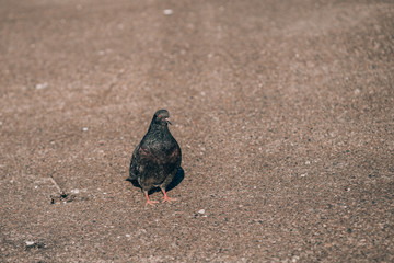 Pigeon standing peacefully on concrete mixed with gravel tiles overlooking surrounding and enjoying...