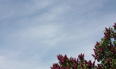 lilac bushes against the blue sky     