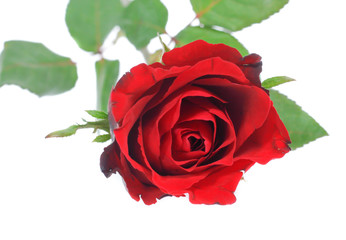 Fototapeta premium Beautiful rose isolated on white