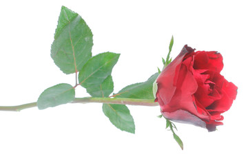 Beautiful  rose isolated on white