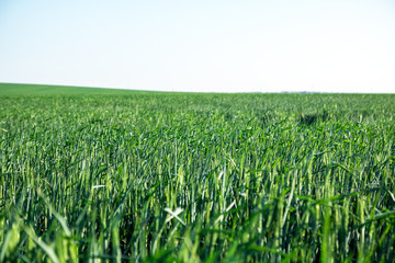 green field of young wheat sprouts, to the horrizon