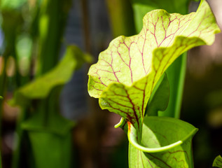 Young pitcher plant, scientific name Nepenthes, with dark red leaf veins, photographed as a macro...
