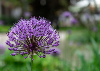 Purple ornamental garlic (Allium hollandicum) with low depth of field in front of a garden, Germany