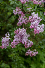 Obraz premium sprigs of purple lilac with a blurred background after the rain