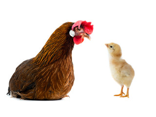  brown hen and chick isolated