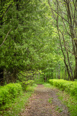 spring forest with a path for walks after the rain. A place to walk in the fresh air for outdoor activities and health