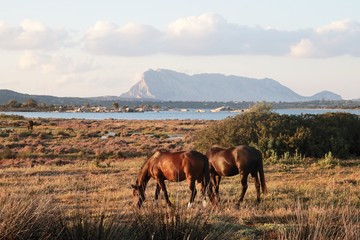 Cavalli al pascolo