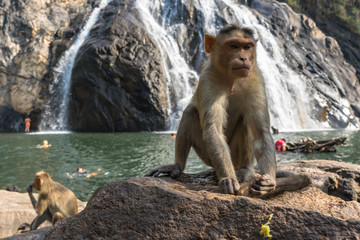 Monkey sitting on stone on the waterfall background. Wild nature. Biggest waterfall in Goa, India.