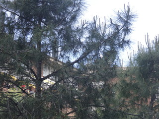 Árbol y hojas peremnes sobre fondo de cielo
