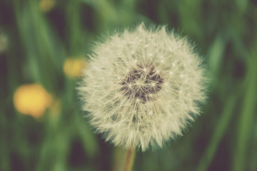 dandelion flower spring
