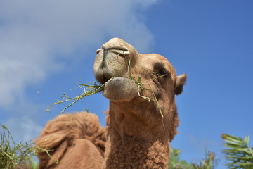 Beautiful Shaggy Camel Chewing on Hay in Aruba