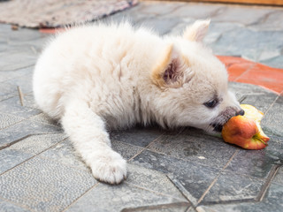 Cutie puppy. White fluffy puppy of pomeranian spitz. Pomerans puppy dog with apple. Little spitz puppy playing with apple. Dog vegetarian. © GenоМ.