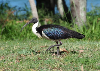 Straw-necked Ibis... Qld Au