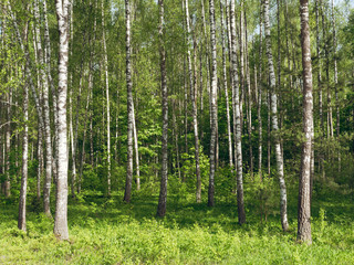 Fototapeta premium Birch Grove. białe pnie drzew na zielonym tle