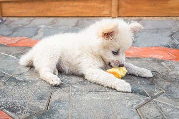 Cutie puppy. White fluffy puppy of pomeranian spitz. Pomerans puppy dog with apple. Little spitz puppy playing with apple. Dog vegetarian.