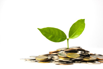 Pile of coins and small tree growing from saving. Investment concept.