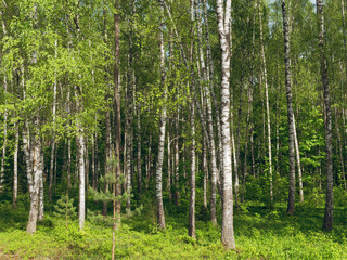 Birch Grove. white tree trunks on a green background