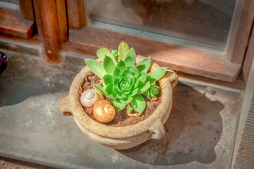 Succulent plant Echeveria