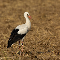 aufrechter Weißstorch mit Ring auf Acker