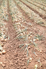 Arizona harvested and sacked brown onions
