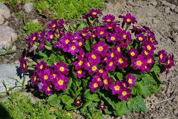 Primrose flowers stand out brightly on gray ground