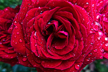 red velvet miniature rose flower with water droplets close up