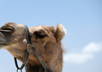 Portrait eines Kamels in Australien