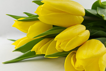 Obraz premium Bunch of yellow tulips