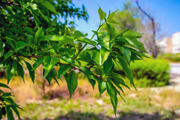 Зелёная ветка