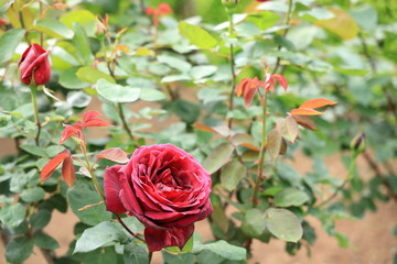 旧古河庭園のバラ