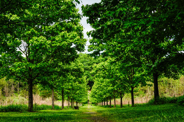 Fototapeta na wymiar Dover Stone Church, New York, USA A tree-lined alley in the woods.