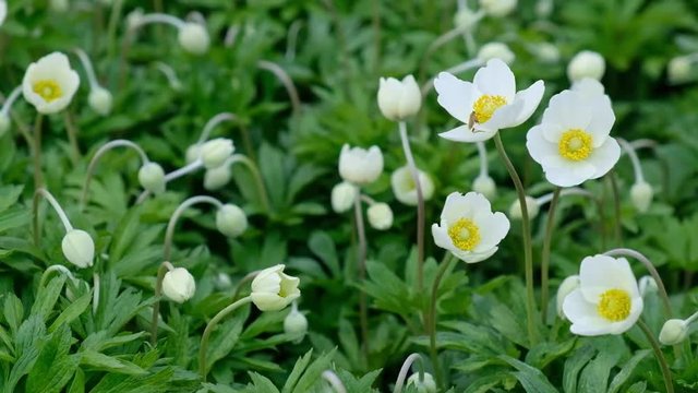 White anemone flowers on the open-air lawn against the green foliage. The picture with the prospect