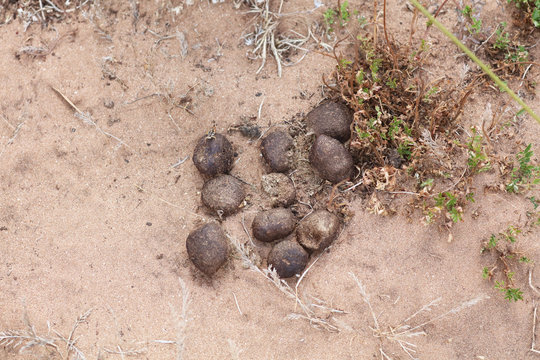 Wombat Kot In Australien